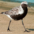 Black-bellied Plover