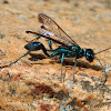 Blue Mud Wasp