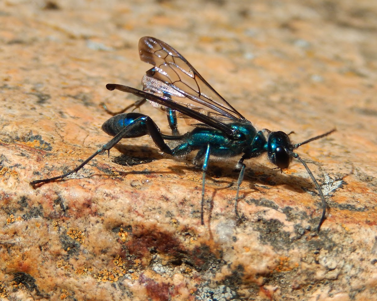 Blue Mud Wasp