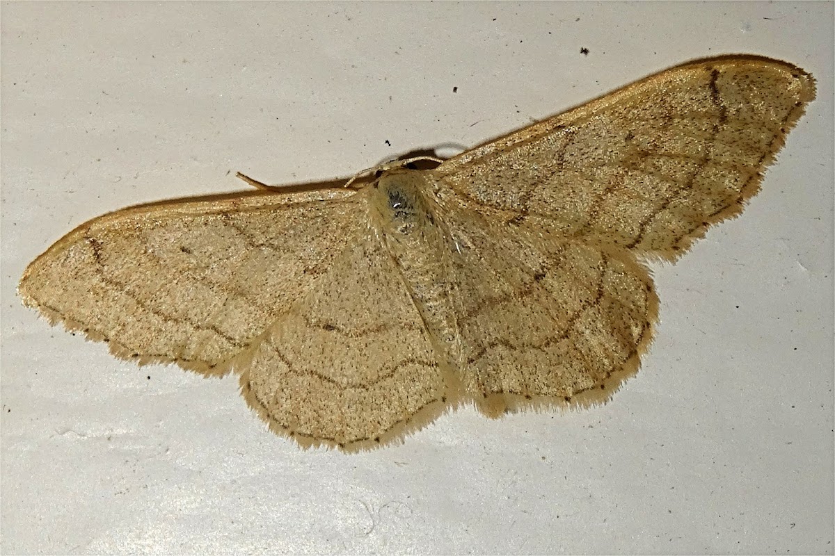 Riband Wave