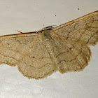 Riband Wave