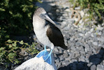 Fou à pattes bleues des Galapagos