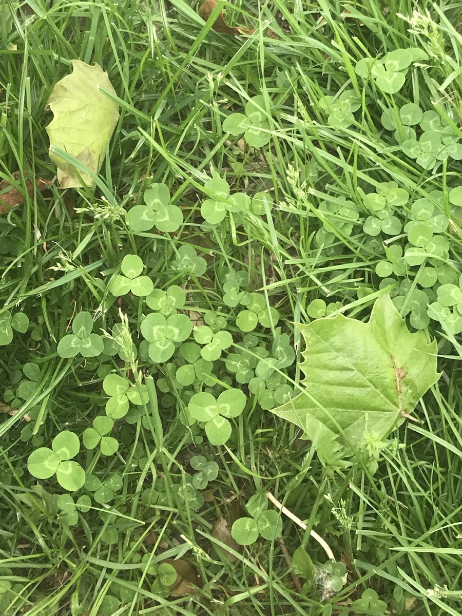 3 Leaf Clover