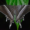 Swallow Tail Moth