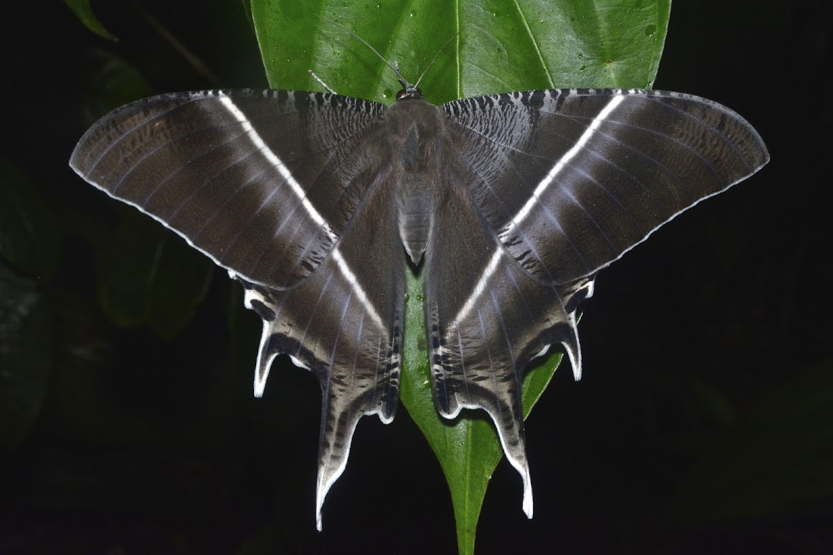 Swallow Tail Moth