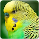 Download Budgerigar Sound : Parakeet Singing & Budgie Sound For PC Windows and Mac