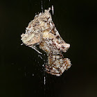 Trashline Orb-weaver Spider