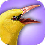 iBird UK Lite Free Bird Guide Apk