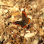 Southern Brown Argus