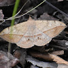 Velvetbean caterpillar moth