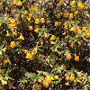 Sticky Monkeyflower