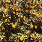 Sticky Monkeyflower