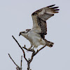 Osprey