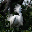 Snowy Egret