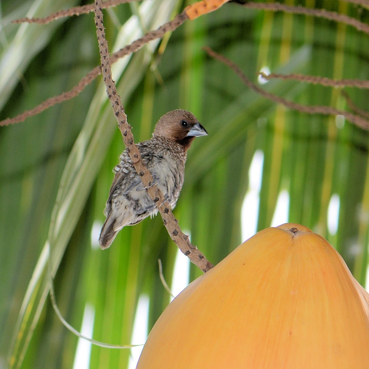 Scaly Breasted Munia