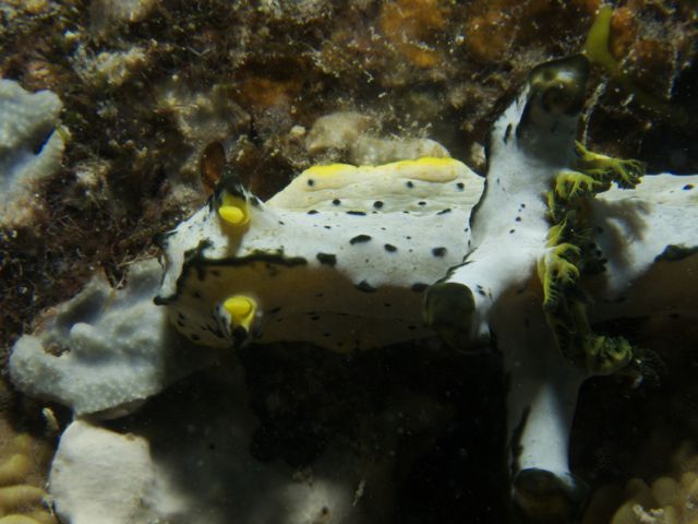 Nudibranch