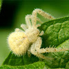 Hairy crab spider