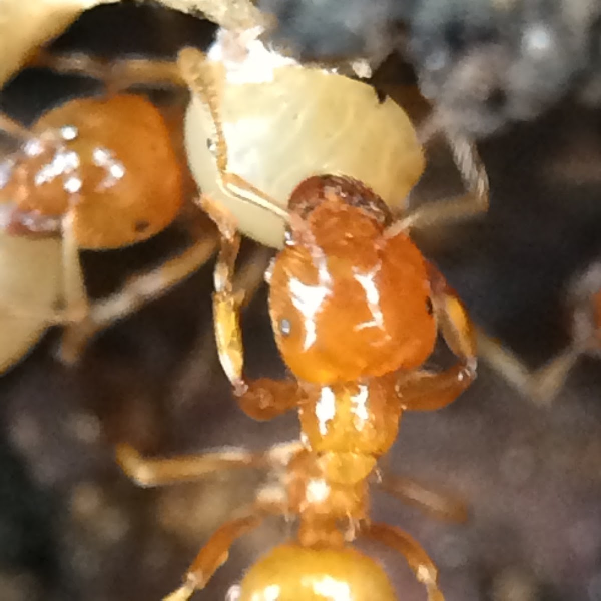 Citronella Ant Worker