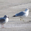 Ring-billed gull