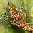 Lynx Spider