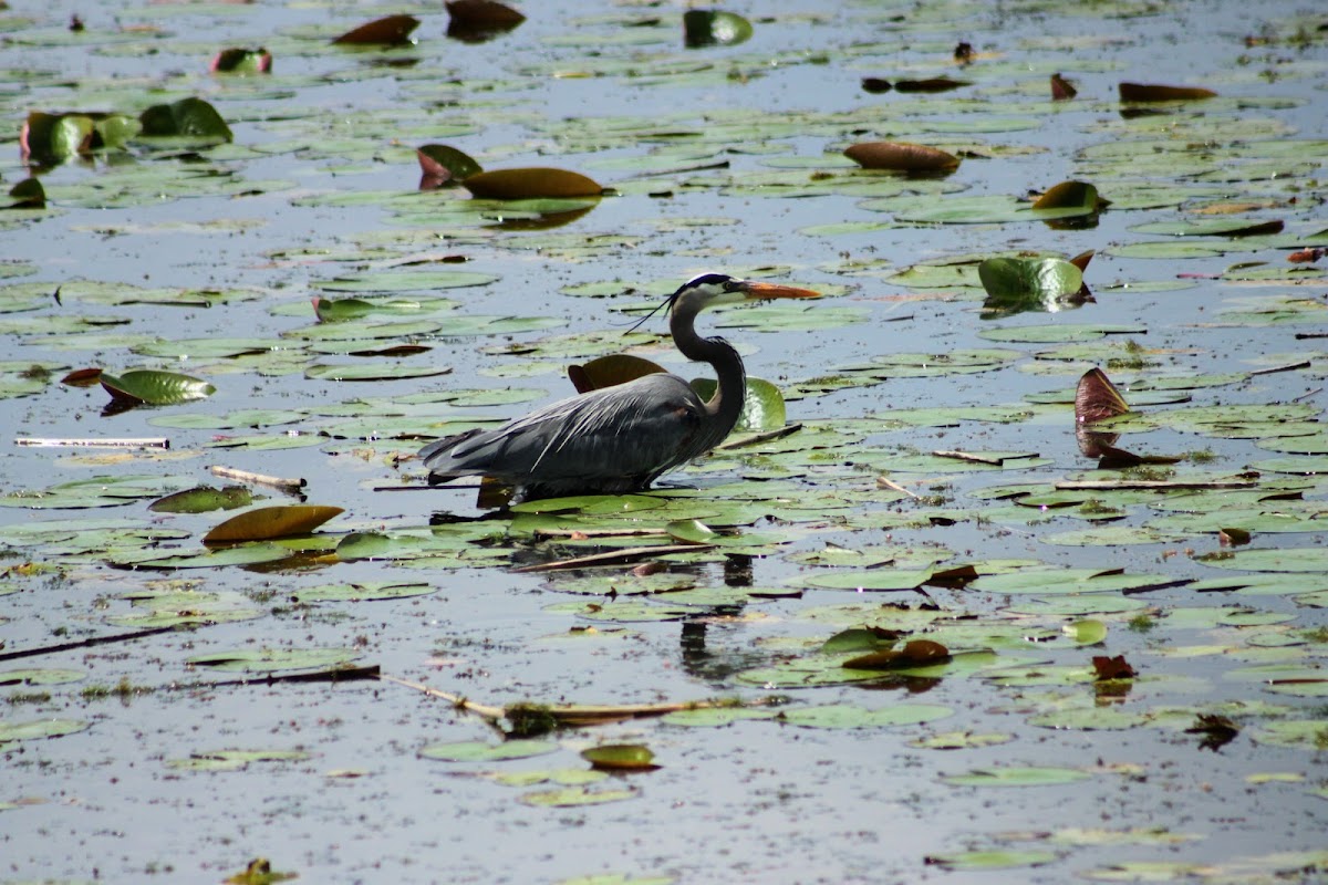 Great Blue Heron