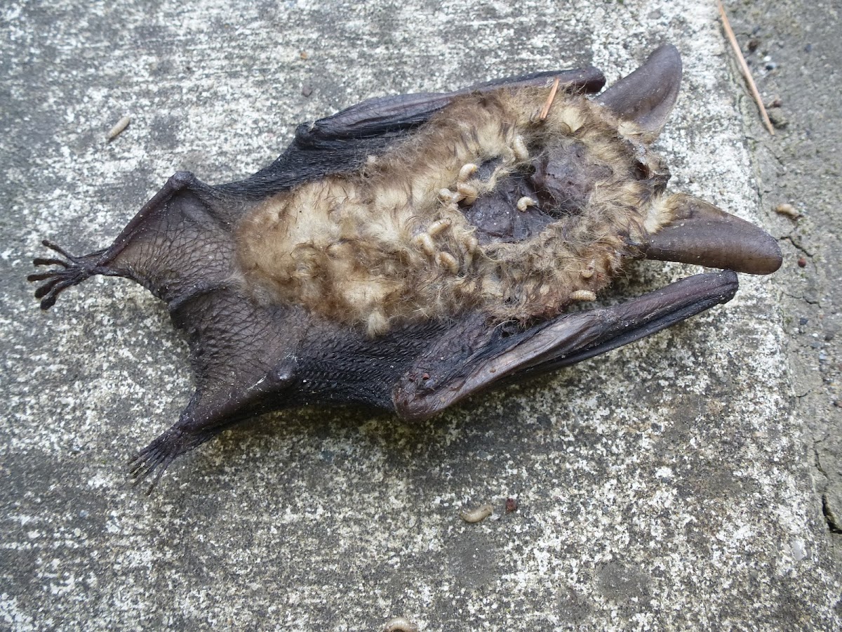 Evening Bat or common bat