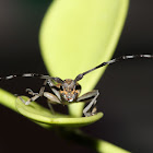 Longhorn Beetle