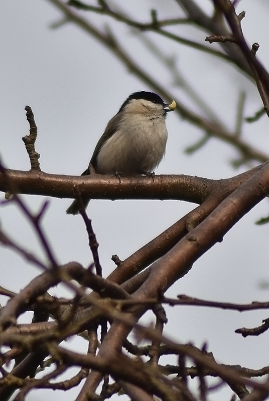 Marsh tit