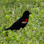 Red-winged Blackbird