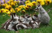 Egyptian goslings huddle together in Cape Town.