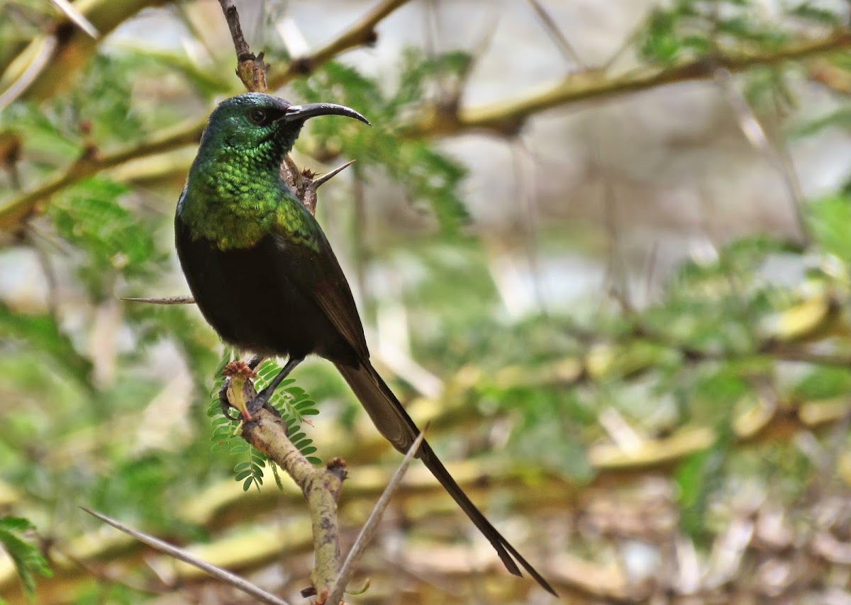 Bronzy Sunbird