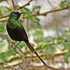 Bronzy Sunbird