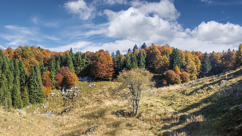 Cansiglio Autunnale di ZampMatt88