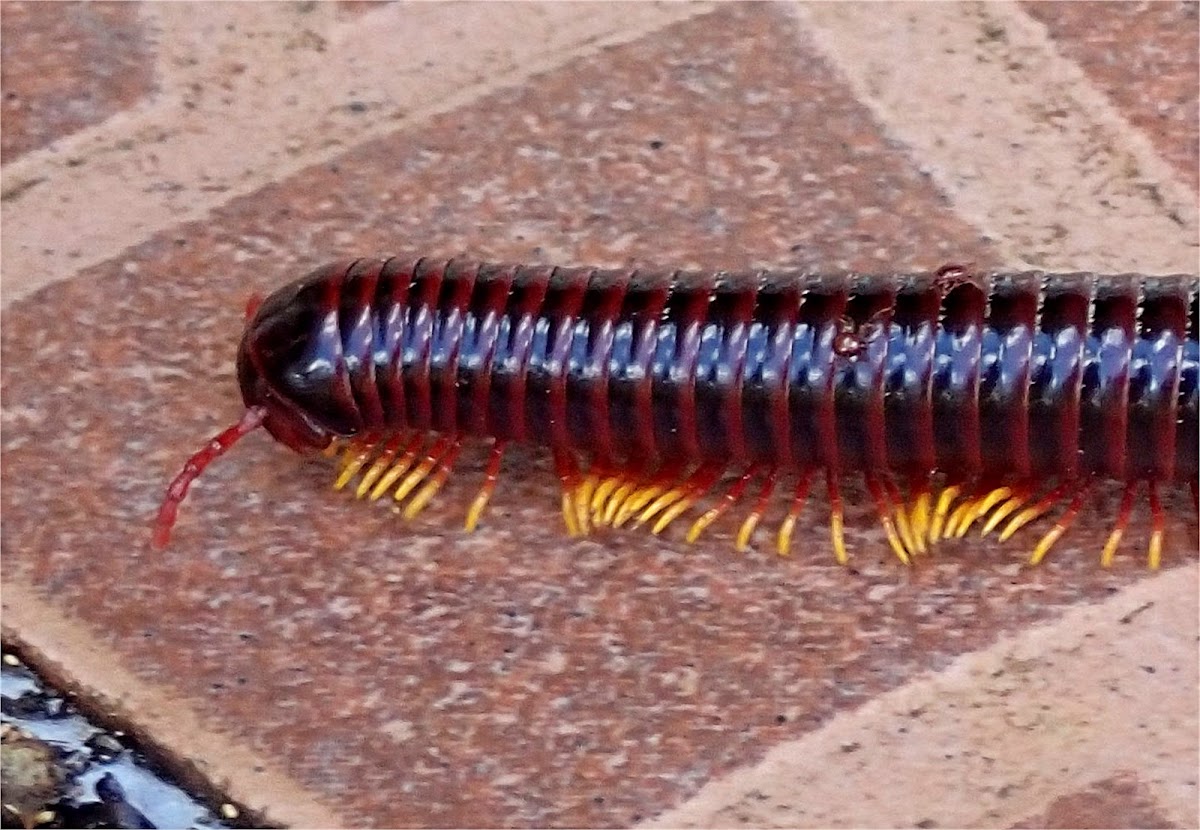 Giant Flameleg Millipede