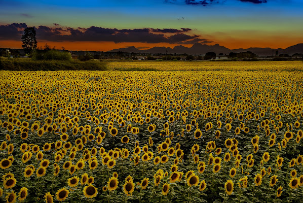 Girasoli al tramonto di alessandro_menna