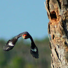 Red-bellied Woodpecker