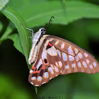 Common Jay