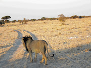 A black-maned Kalahari lion