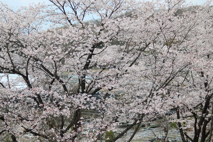 フィット RSの桜に関するカスタム事例の投稿画像8枚目