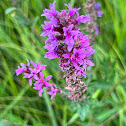 Purple Loosestrife