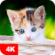 Download Kitten Wallpaper 4K For PC Windows and Mac 4.7.9.5