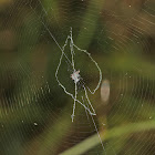 Trashline Orbweaver