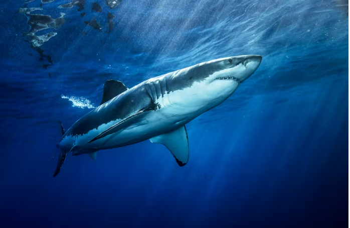 There are certain times and locations where people are more likely to encounter a shark.