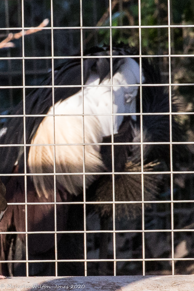 Black-necked Crowned Crane