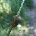 Green Stink Bug