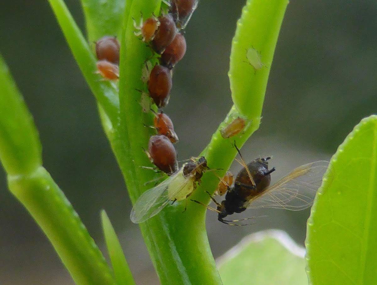 Brown Citrus Aphid