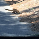 White-nosed coatimundi