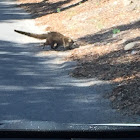 White-nosed coatimundi