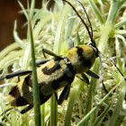 Chlorophorus Longhorn beetle