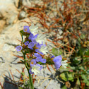 Sea lavender (Λειμώνιο το δαντελωτό )